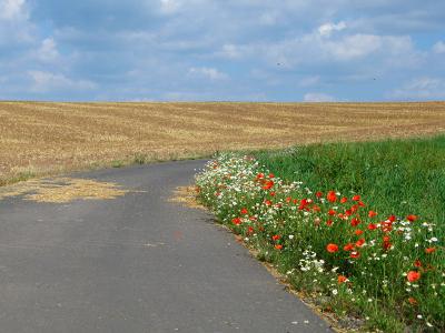 Blumen am Wegesrand