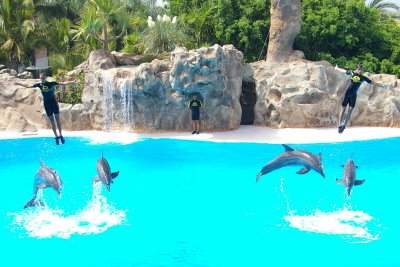 Delfin Show