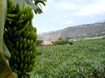 Bananen Plantage